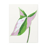 Syngonium Tricolor Canvas Print – Botanical Wall Art