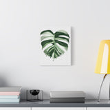Melting Monstera Albo Canvas Print – Botanical Wall Art