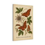 Passionflower with Gulf Fritillary, Vintage-style Botanical Illustration on Canvas