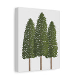 Ponderosa Pine Canvas Print – Wall Art