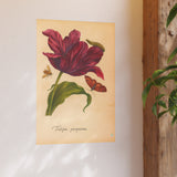 Tulipa Purpurea with Insects Colorized Reproduction from Erucarum Ortus (1717)