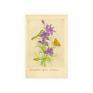 Royal Larkspur with Moth and Caterpillar, Consolida regalis hortensis Botanical Art Poster