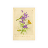 Royal Larkspur with Moth and Caterpillar, Consolida regalis hortensis Botanical Art Poster