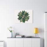 Stromanthe Triostar Canvas Print – Botanical Wall Art