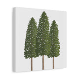 Ponderosa Pine Canvas Print – Wall Art