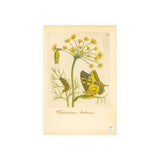 Foeniculum Hortense with Swallowtail Metamorphosis, Botanical Illustration Colorized Reproduction