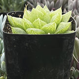 Gasteria Green Iceplant in a black pot with a blurred background