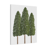 Ponderosa Pine Canvas Print – Wall Art