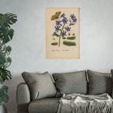 Hyacinthus orientalis (Oriental Hyacinth) with Butterfly, Colorized Reproduction from Erucarum Ortus (1717), GoGardenNow Exclusive
