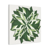 Calathea White Fusion Canvas Print – Botanical Wall Art