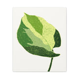 Manjula Pothos Illustrated Canvas Print – Botanical Wall Art