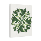 Calathea White Fusion Canvas Print – Botanical Wall Art