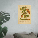 Flos grossulariae sativa spinosa (Flowering Gooseberry) with Insects – Colorized Reproduction from Erucarum Ortus (1717) – GoGardenNow Exclusive