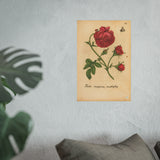 Rosa Maxima Multiplex. Colorized Historic Rose Engraving