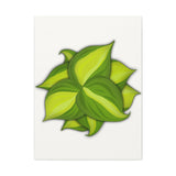 Philodendron Brasil Canvas Print – Botanical Wall Art