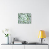 Pachyveria Haagei Succulent Pattern Canvas Print – Botanical Wall Art