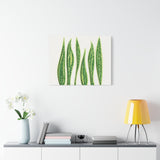 Snake Plant Canvas Print – Botanical Wall Art
