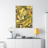 Noble Aeonium Succulent Pattern Canvas Print – Botanical Wall Art