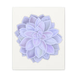 Graptopetalum Murasaki Succulent Canvas Print – Botanical Wall Art