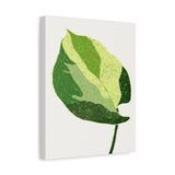 Manjula Pothos Illustrated Canvas Print – Botanical Wall Art