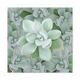 Pachyveria Haagei Succulent Pattern Canvas Print – Botanical Wall Art