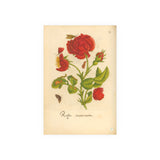 Rosa Incarnata with Butterfly and Caterpillar,  Colorized Reproduction of Engraving from Erucarum ortus