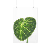Philodendron Gloriosum Botanical Print – Unframed Wall Art