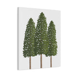 Ponderosa Pine Canvas Print – Wall Art