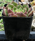 Echeveria 'Woolly Rose' in a black pot with a blurred background