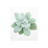 Pachyveria Haagei Succulent Botanical Print – Unframed Wall Art