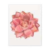 Graptosedum California Sunset Succulent Canvas Print – Botanical Wall Art