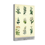 Culpeper’s Complete Herbal c.1750, Plate 14 Botanical Engraving Reproduction on Canvas