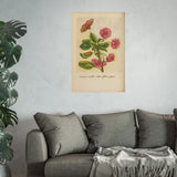 Cerasa acida rubra flore pleno (Double-Flowering Red Sour Cherry) with Butterfly – Colorized Reproduction from Erucarum Ortus (1717) – GoGardenNow Exclusive