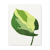 Manjula Pothos Illustrated Canvas Print – Botanical Wall Art