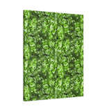 Aglaonema Pictum Canvas Print – Botanical Wall Art