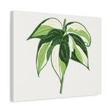 Philodendron Cream Splash Canvas Print – Botanical Wall Art