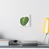Philodendron Gloriosum Canvas Print – Botanical Wall Art