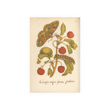 Cerasus Major with Moth and Caterpillar, Colorized Botanical Engraving