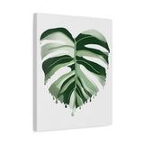 Melting Monstera Albo Canvas Print – Botanical Wall Art
