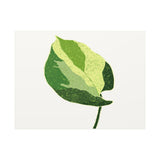 Manjula Pothos Illustrated Canvas Print – Botanical Wall Art