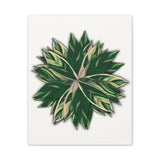 Stromanthe Triostar Canvas Print – Botanical Wall Art