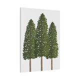 Ponderosa Pine Canvas Print – Wall Art