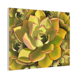 Noble Aeonium Succulent Pattern Canvas Print – Botanical Wall Art