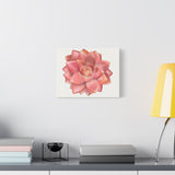 Graptosedum California Sunset Succulent Canvas Print – Botanical Wall Art