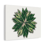 Stromanthe Triostar Canvas Print – Botanical Wall Art