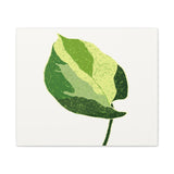Manjula Pothos Illustrated Canvas Print – Botanical Wall Art