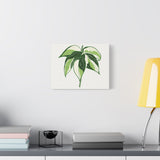 Philodendron Cream Splash Canvas Print – Botanical Wall Art