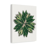 Stromanthe Triostar Canvas Print – Botanical Wall Art