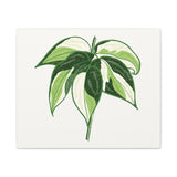 Philodendron Cream Splash Canvas Print – Botanical Wall Art