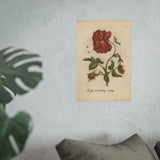 Rosa Multiplex, Antique Double Rose Engraving, Colorized Reproduction